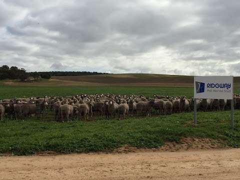 Photo: Ridgway Merinos